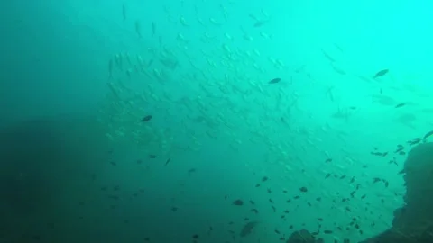 Jackfish or Trevally fish Video stock 132467435