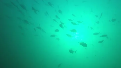 Jackfish or Trevally fish Video stock 132467442