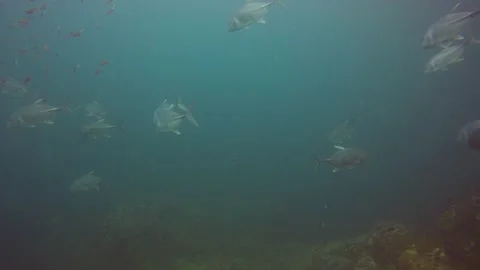 Jackfish or Trevally fish Video stock 132467457