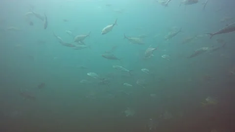 Jackfish or Trevally fish Video stock 132467466