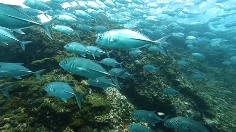 Jackfish School Near Surface Stock Footage 325244116