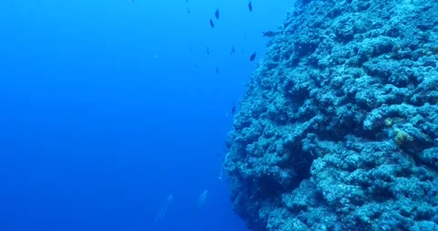 Jackfish school underwater  patrolling on reef ocean scenery scuba divers to see Stock Footage 283903460