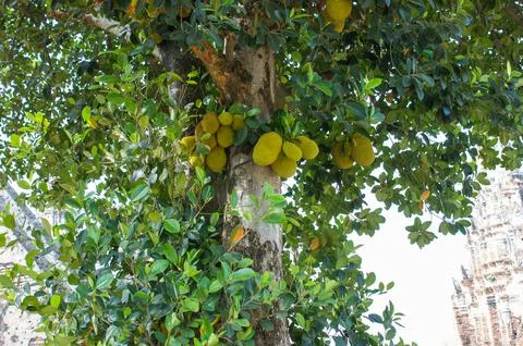 Jackfruit and jackfruit trees are hanging from a branch Stock Photos