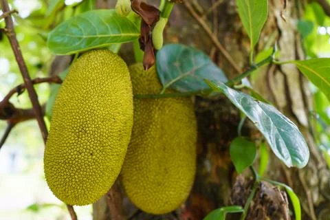 Jackfruit and jackfruit trees are hanging from a branch Stock Photos