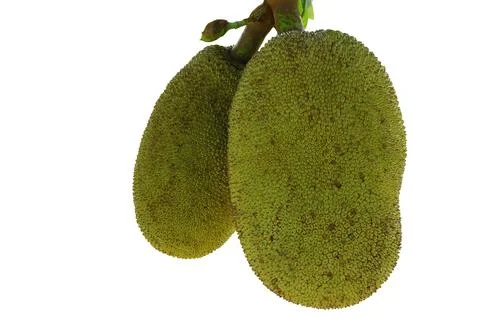 Jackfruit and jackfruit trees are hanging from a branch on a white background  Stock Photos