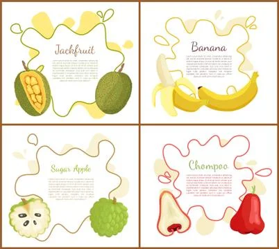 Jackfruit and Sugar Apple Set Vector Illustration Stock Illustration