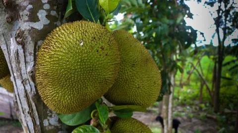 The jackfruit (Artocarpus heterophyllus), also known as jack tree, is a speci Stock Photos