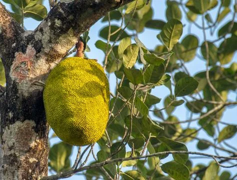 Jackfruit-(-Artocarpus-hetrophyllus)-a-largest-fruit-that-grows-and-hanging- Foto stock