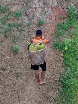 Jackfruit is being carried on the head. Stock Photos