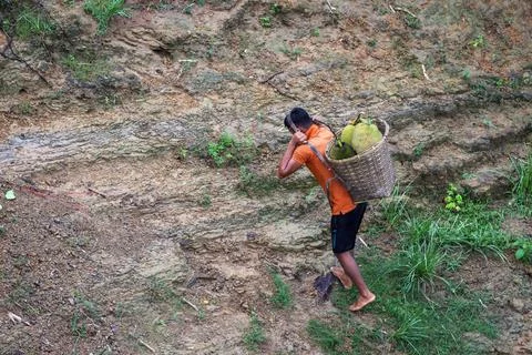 Jackfruit is being carried on the head. Stock Photos