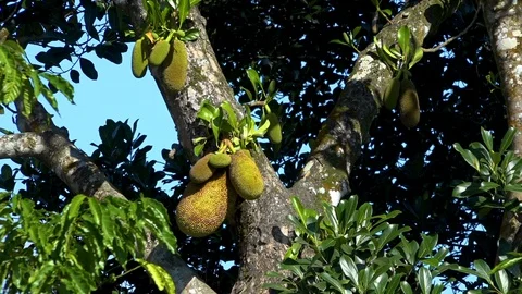 Jackfruit: the biggest fruit of the world Stock Footage 108048154