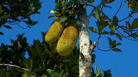 Jackfruit: the biggest fruit of the world Stock Footage 108048169