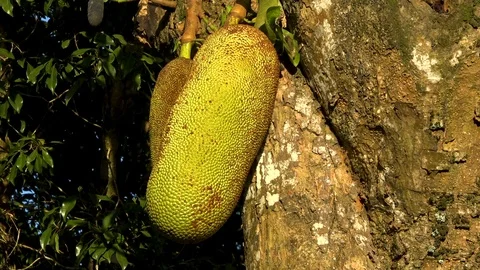 Jackfruit: the biggest fruit of the world Stock Footage 108048177