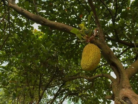 Jackfruit at branch Stock Photos