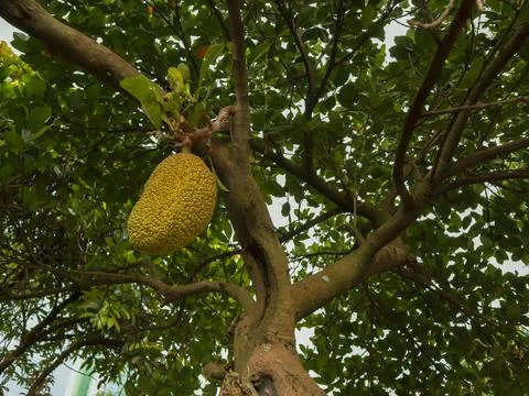 Jackfruit at branch Stock Photos
