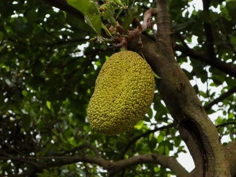 Jackfruit at branch Foto stock