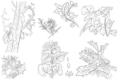 Jackfruit, Breadfruit, Jute, and Epiphyte Plants Outline Stock Illustration