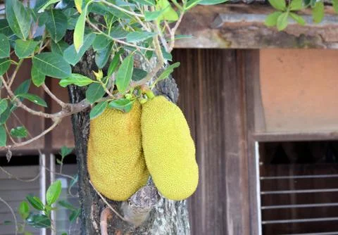 Jackfruit. breadfruit. Ripe fruit in the Philippines. Palawan Island Stock Photos
