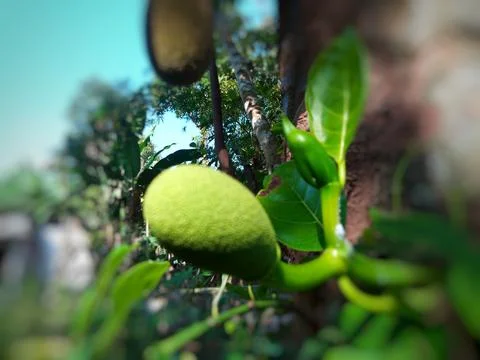 Jackfruit buds eatable  Stock Photos
