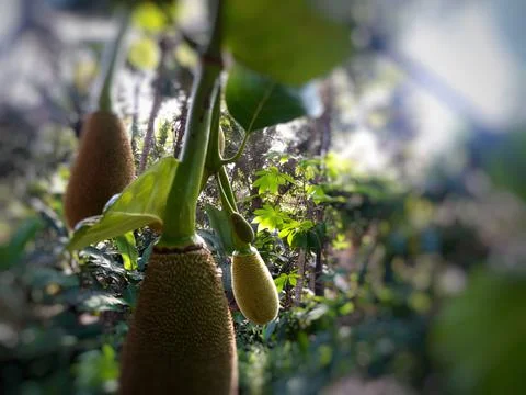 Jackfruit buds Stock Photos