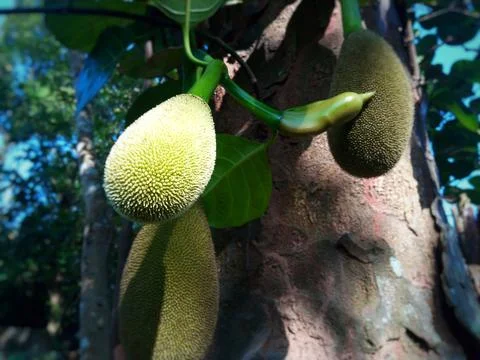 Jackfruit buds on tree trunk Stock Photos