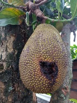 Jackfruit with Dark Rot Hanging on Tree Branch Stock Photos