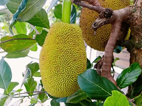 Jackfruit with Dark Rot Section Hanging on Tree Stock Photos