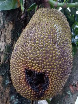 Jackfruit with Dark Rot Section Hanging on Tree Stock Photos