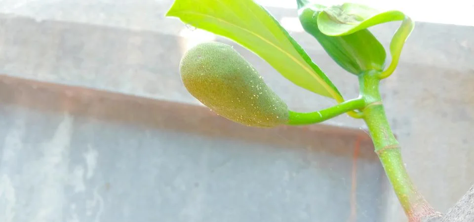 Jackfruit development stage, little jackfruit on jackfruit tree Stock Photos