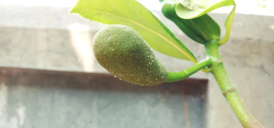 Jackfruit development stage, little jackfruit on jackfruit tree Stock Photos