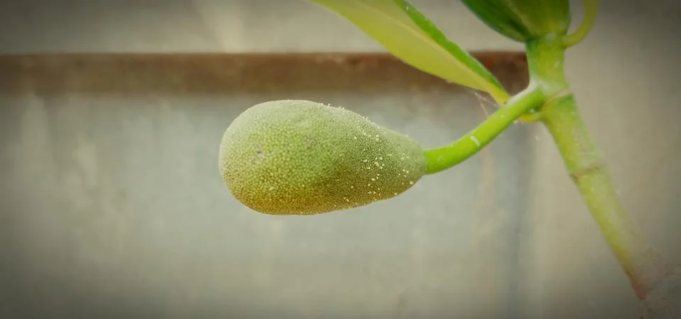 Jackfruit development stage, little jackfruit on jackfruit tree Stock Photos