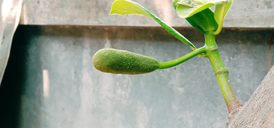 Jackfruit development stage, little jackfruit on jackfruit tree Stock Photos