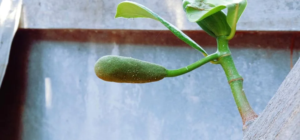 Jackfruit development stage, little jackfruit on jackfruit tree Foto stock