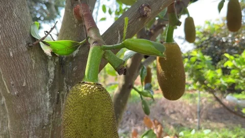 Jackfruit of different sizes grows on a branch with trees and cultivated ground Stock Footage 329988720