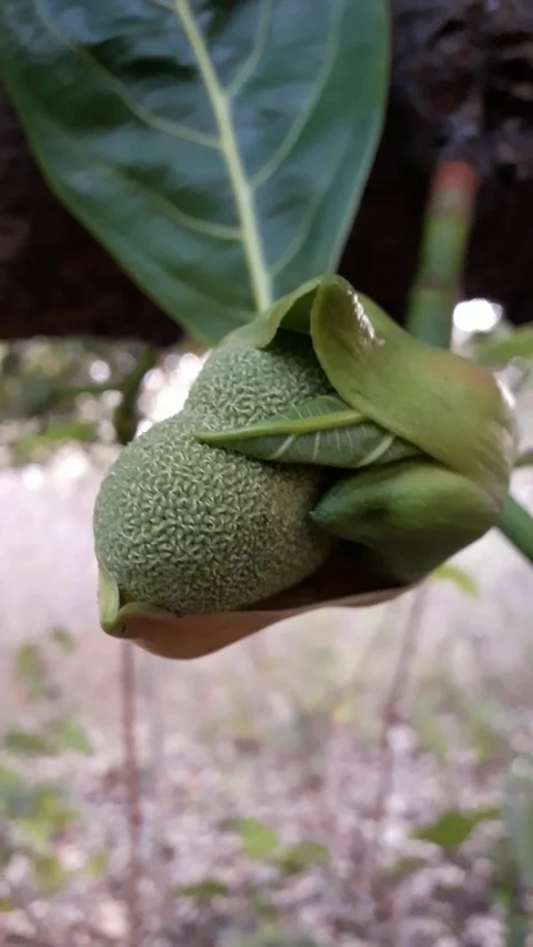 Jackfruit Stock Footage 125924337