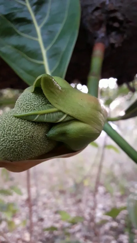Jackfruit Video stock 125924360