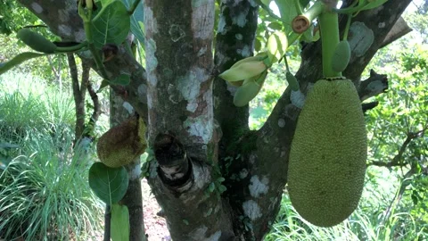 Jackfruit Stock Footage 240691471