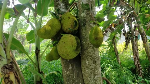Jackfruit Video stock 290989065