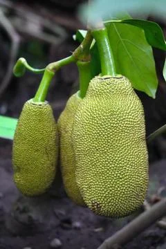 Jackfruit -the fruit of the breadfruit tree (Artocarpus heterophyllus) clos.. Stock Photos