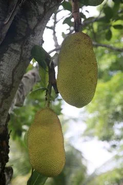 Jackfruit fruit Stock Photos