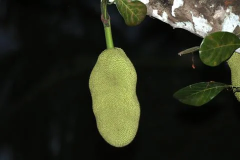 A jackfruit fruit on the tree Stock Photos