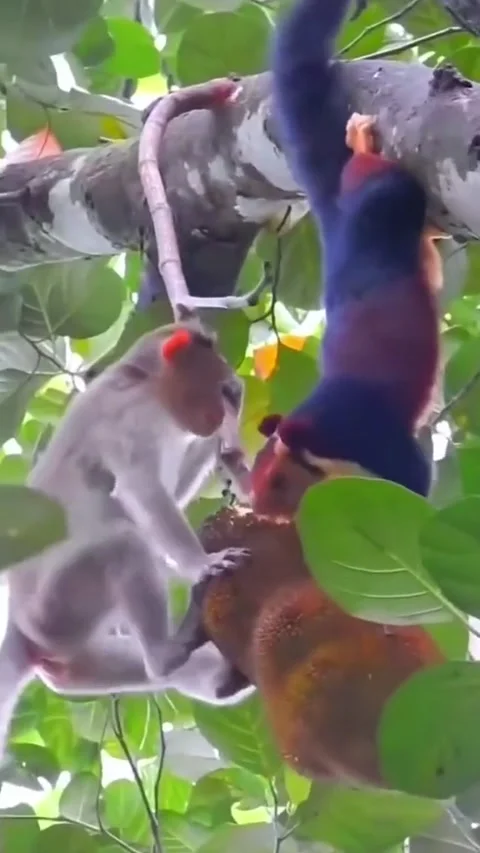 Jackfruit garden 스톡 동영상 211376530