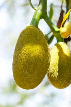 Jackfruit in the Garden Stock Photos