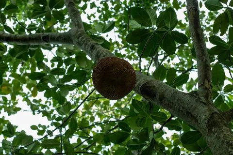 Jackfruit is a good source of fiber nutrients and proteins, vitamins Stock Photos