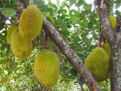 Jackfruit is growing on its tree. Stock Photos