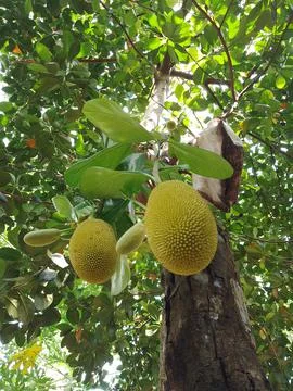 Jackfruit growing Stock Photos