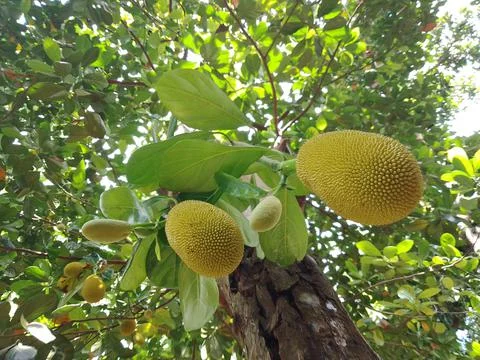 Jackfruit growing Stock Photos