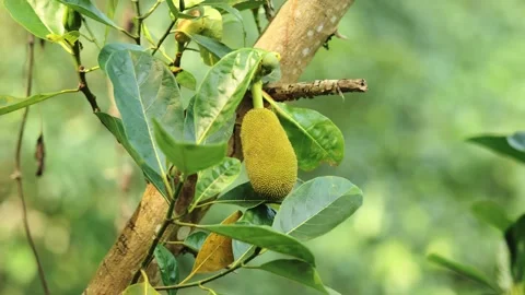 Jackfruit Growing On Tree Branch Surrounded By Lush Tropical Leaves Stock Footage 332636304