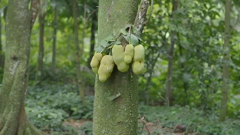 Jackfruit growing on a tree in a green forest area Stock Footage 340597119