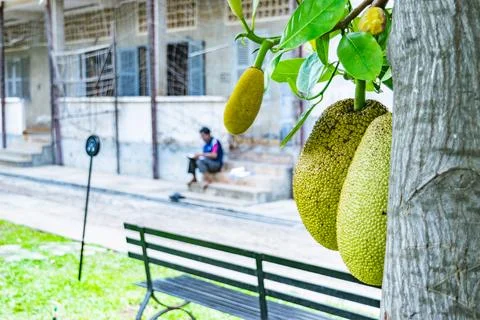Jackfruit growing on tree in phnom penh, cambodia with security guard in Stock Photos